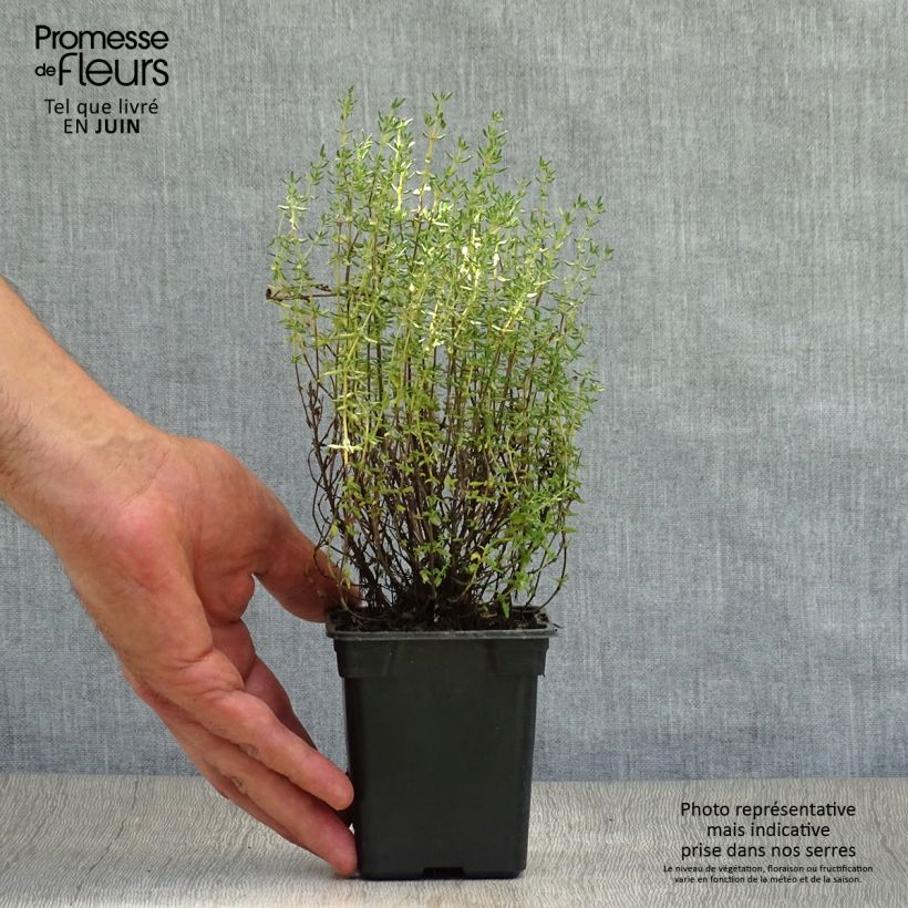 Esimerkki kesällä toimitetusta Tarha-ajuruoho (timjami) de Provence 7/8 cm taimiruukku-taimesta