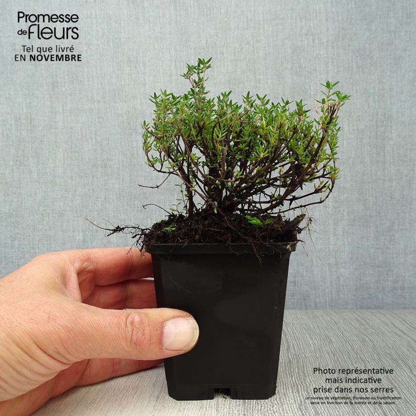 Esimerkki syksyllä toimitetusta Tarha-ajuruoho (timjami) Compactus 8/9 cm taimiruukku-taimesta
