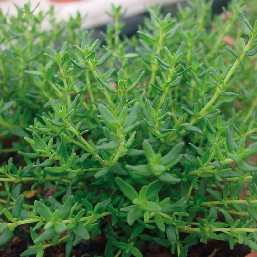 Ajuruoho taimena - Thymus x faustinoi (Lehvistö)