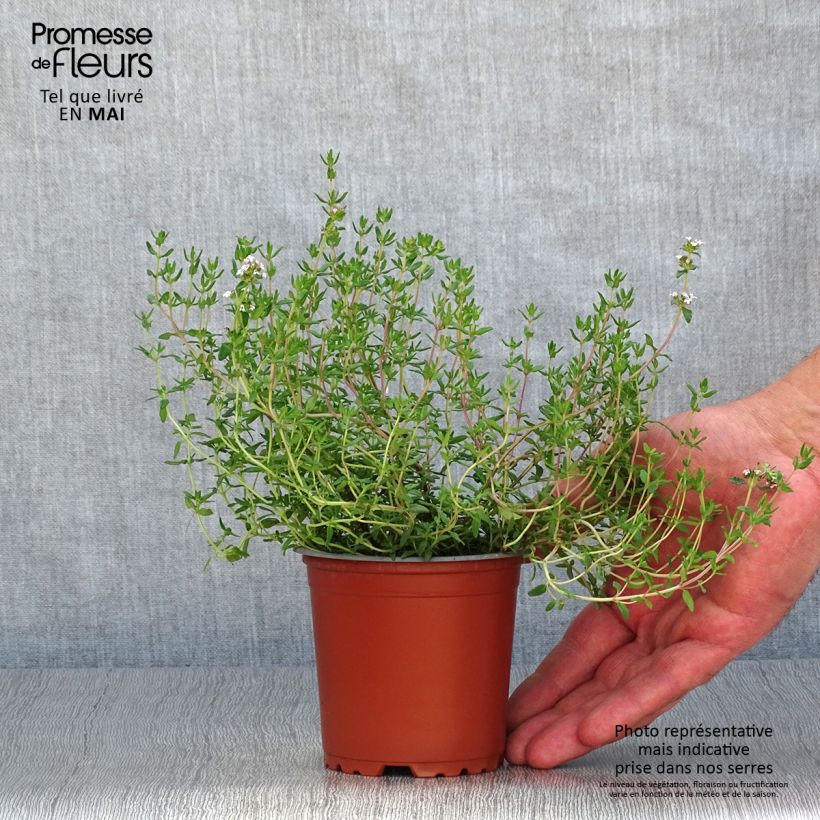 Esimerkki keväällä toimitetusta Ajuruoho taimena - Thymus x faustinoi 8/9 cm taimiruukku-taimesta