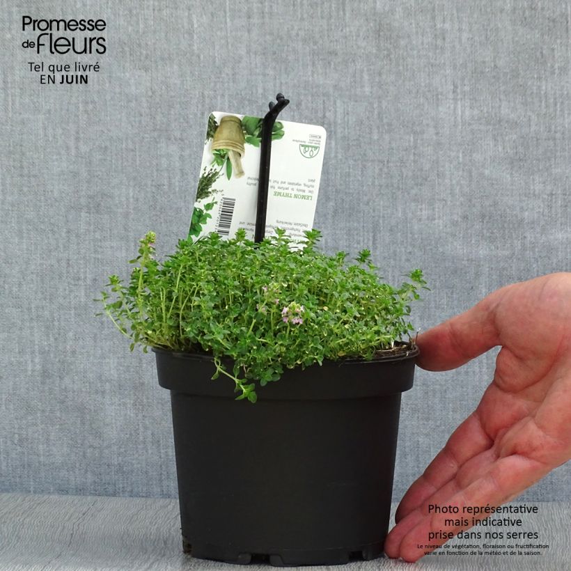 Esimerkki kesällä toimitetusta Sitruuna-ajuruoho Doone Valley Pot de 1L/1,5L-taimesta