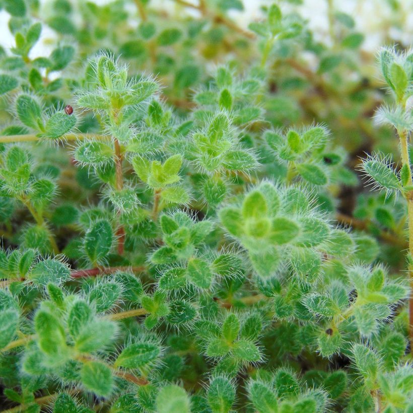 Harmaa-ajuruoho - Thymus pseudolanuginosus (Lehvistö)
