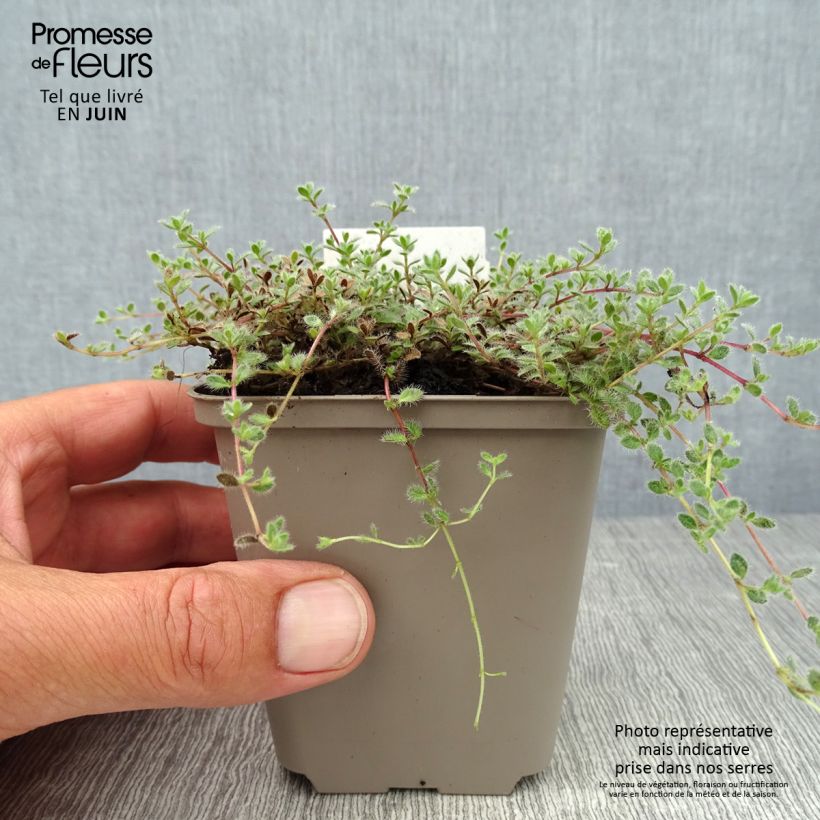Esimerkki kesällä toimitetusta Harmaa-ajuruoho - Thymus pseudolanuginosus Taimiruukku 8/9 cm-taimesta