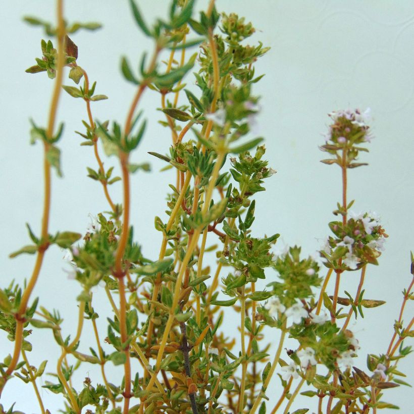 Ajuruoho luomu - Thymus officinalis (Lehvistö)