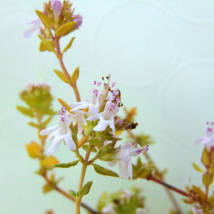 Ajuruoho luomu - Thymus officinalis (Kukinta)