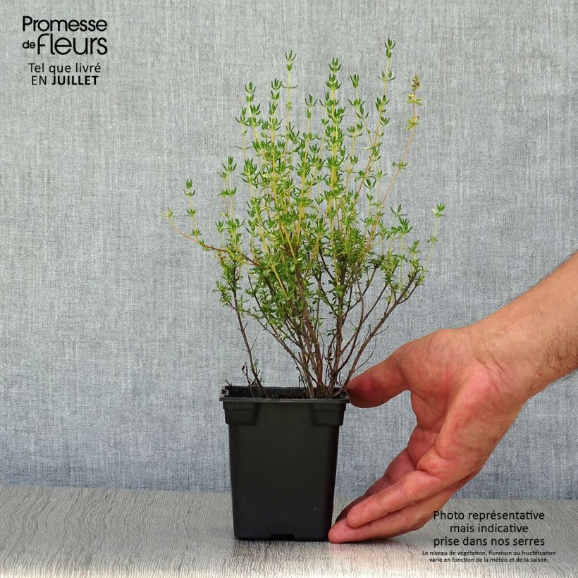 Esimerkki kesällä toimitetusta Ajuruoho luomu - Thymus officinalis 8/9 cm taimiruukku-taimesta