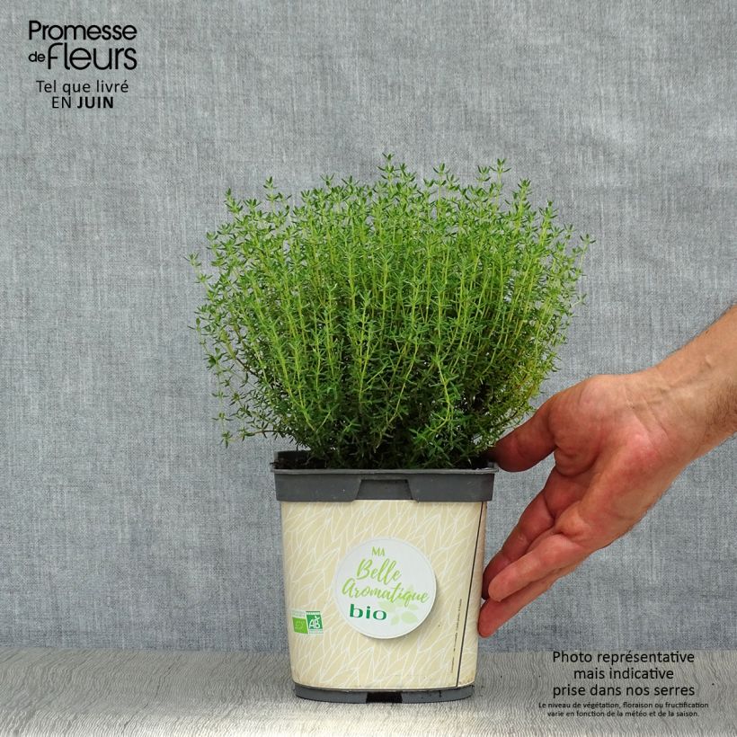 Esimerkki kesällä toimitetusta Ajuruoho luomu taimena - Thymus officinalis 1 litran / 1,5 litran ruukku-taimesta