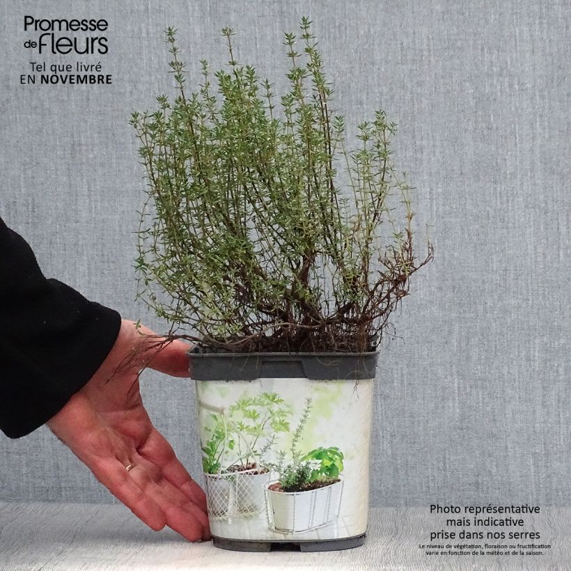 Esimerkki syksyllä toimitetusta Ajuruoho luomu taimena - Thymus officinalis 1 litran / 1,5 litran ruukku-taimesta