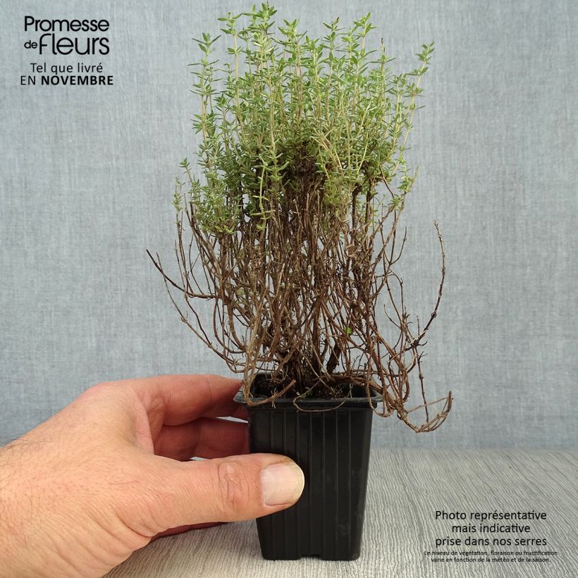 Esimerkki syksyllä toimitetusta Appelsiiniajuruoho Fragrantissimus taimena 7/8 cm taimiruukku-taimesta