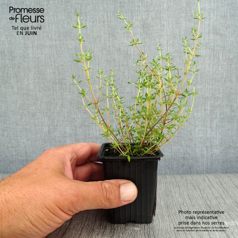 Esimerkki kesällä toimitetusta Appelsiiniajuruoho Fragrantissimus taimena 7/8 cm taimiruukku-taimesta