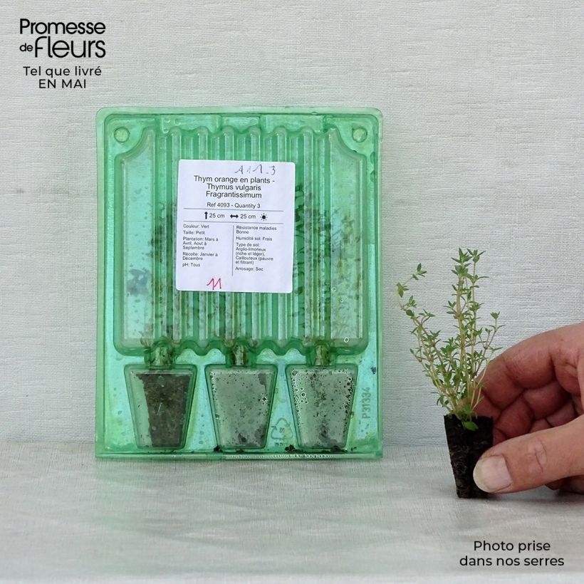 Esimerkki keväällä toimitetusta Appelsiiniajuruoho Fragrantissimus taimena Minipaakku Ø 3/4 cm-taimesta
