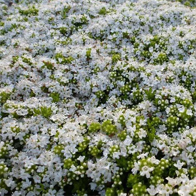 Nummiajuruoho Albiflorus (Kukinta)