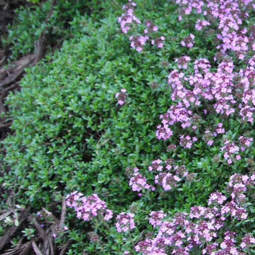 Nummiajuruoho Coccineus (Lehvistö)