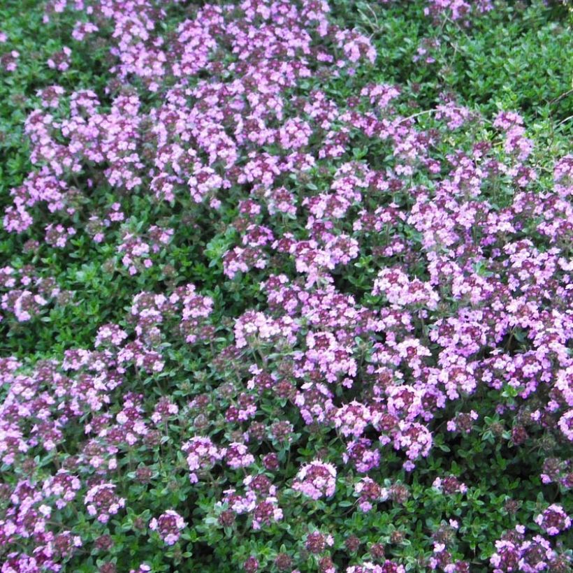 Nummiajuruoho Coccineus (Kukinta)