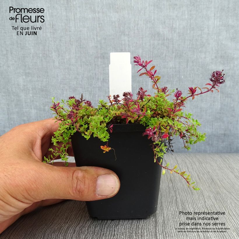 Esimerkki kesällä toimitetusta Nummiajuruoho Coccineus Taimiruukku 8/9 cm-taimesta