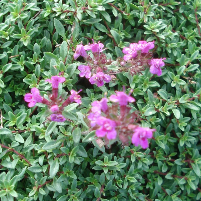 Nummiajuruoho Purple Beauty (Kukinta)
