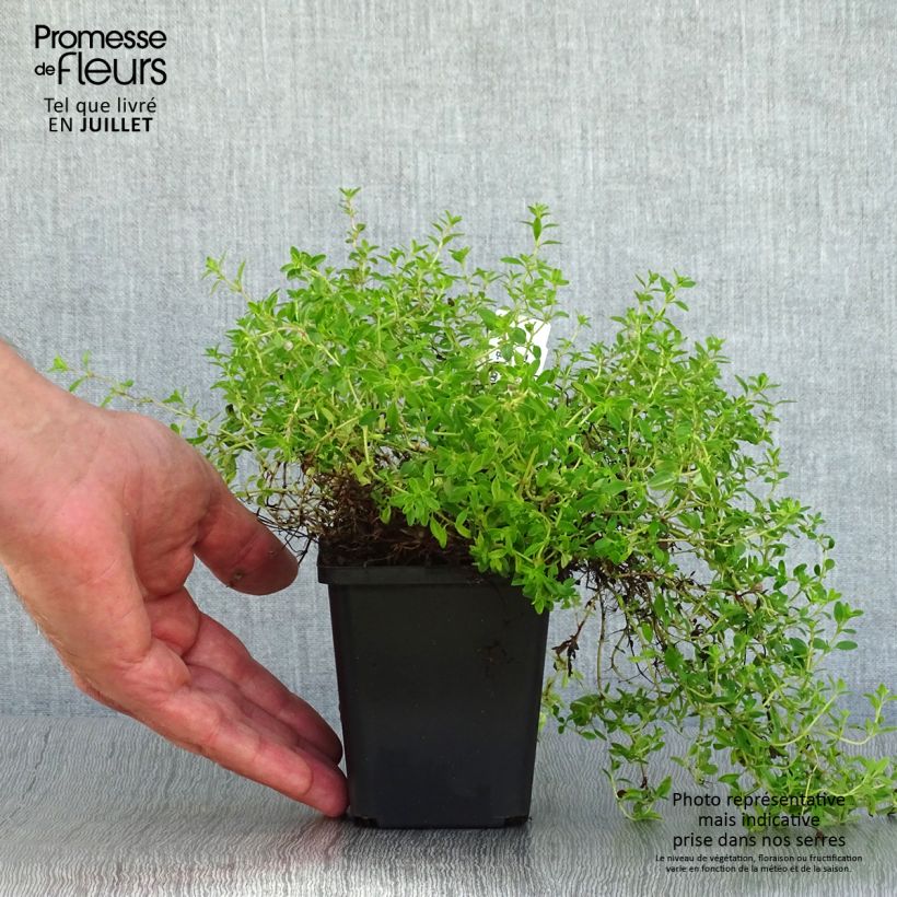 Esimerkki kesällä toimitetusta Nummiajuruoho Purple Beauty Godet de 8/9 cm-taimesta