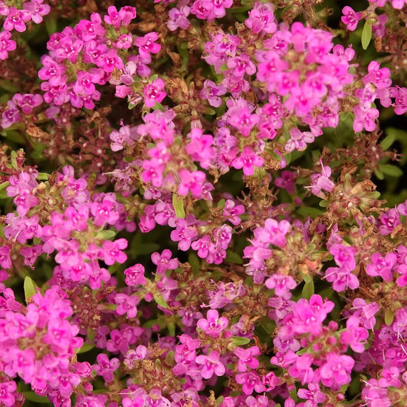Nummiajuruoho Purple Beauty (Kukinta)