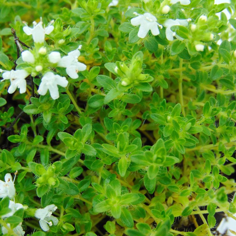 Nummiajuruoho Albiflorus (Lehvistö)
