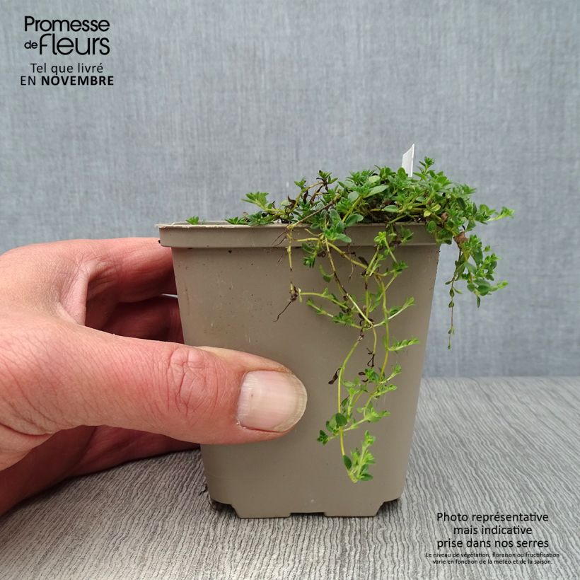 Esimerkki syksyllä toimitetusta Nummiajuruoho Albiflorus 8/9 cm taimiruukku-taimesta