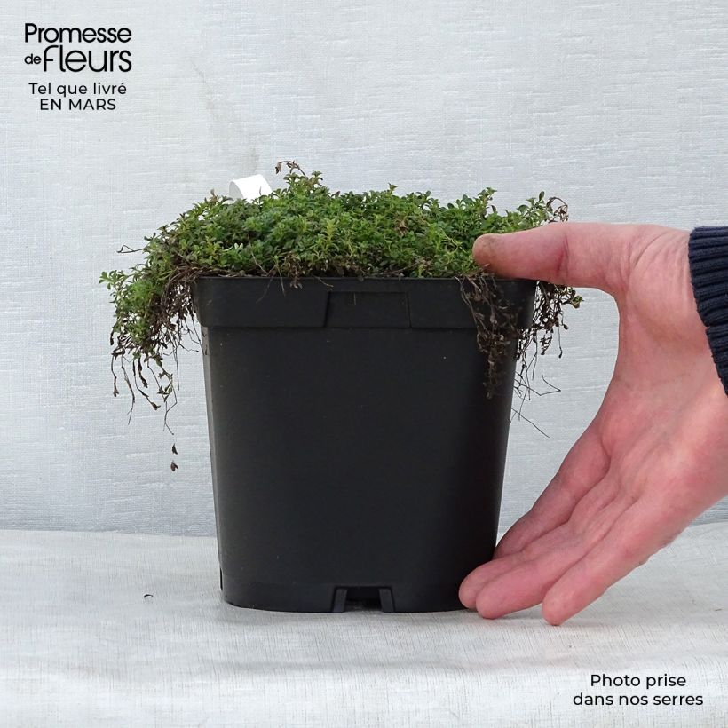 Esimerkki keväällä toimitetusta Nummiajuruoho Albiflorus Pot de 2L/3L-taimesta
