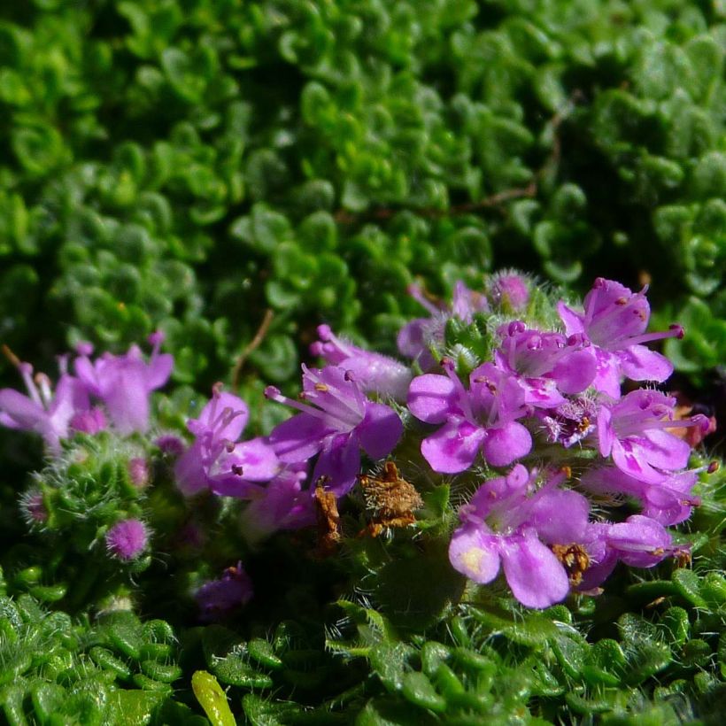 Kangasajuruoho Elfin (Kukinta)