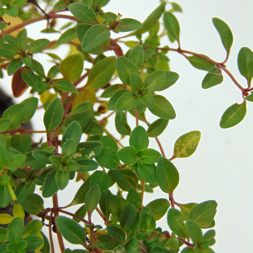 Kangasajuruoho - Thymus serpyllum (Lehvistö)