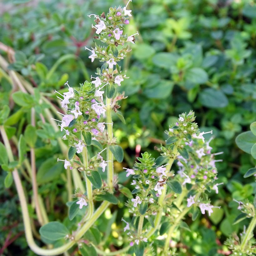 Kangasajuruoho - Thymus serpyllum (Kukinta)