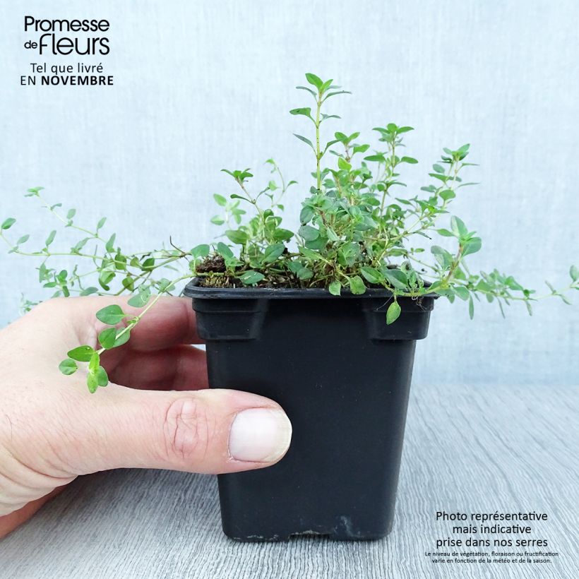 Esimerkki syksyllä toimitetusta Kangasajuruoho - Thymus serpyllum 7/8 cm taimiruukku-taimesta