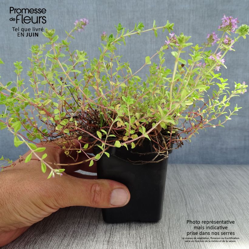 Esimerkki kesällä toimitetusta Kangasajuruoho - Thymus serpyllum 7/8 cm taimiruukku-taimesta