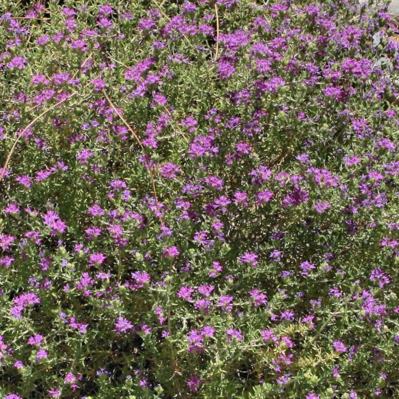 Ajuruoho - Thymus capitatus (Kukinta)