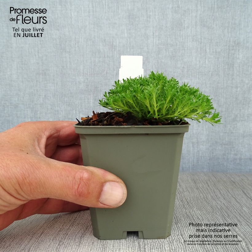 Esimerkki kesällä toimitetusta Ajuruoho - Thymus capitatus Godet de 8/9 cm-taimesta