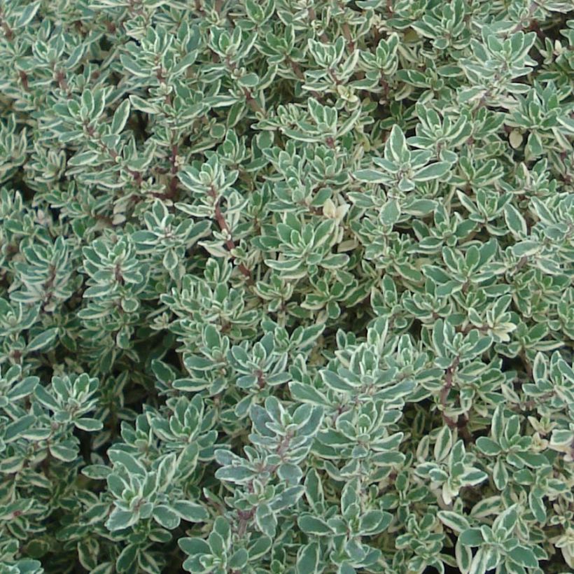 Sitruuna-ajuruoho Silver Queen (Lehvistö)