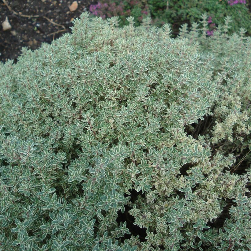 Sitruuna-ajuruoho Silver Queen (Kasvutapa)
