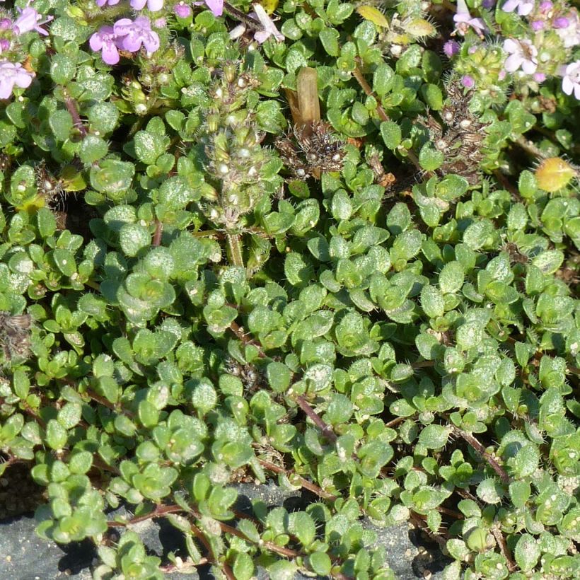 Ajuruoho - Thymus hirsutus (Foliage)