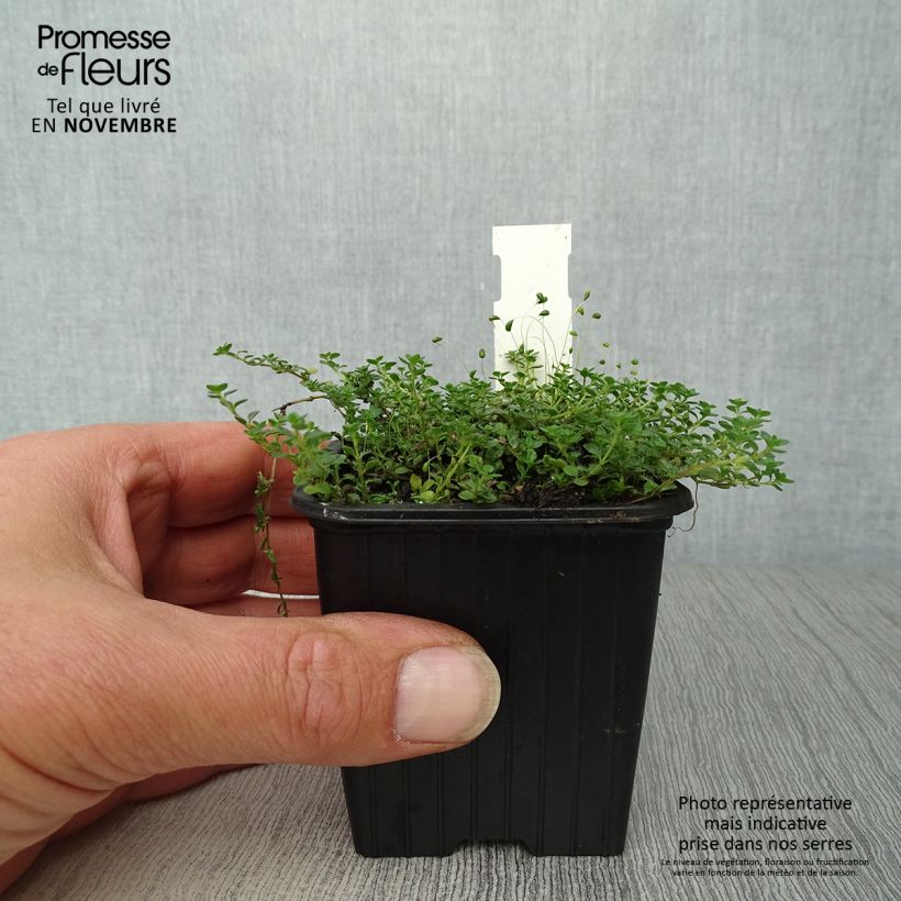 Esimerkki syksyllä toimitetusta Ajuruoho - Thymus hirsutus 8/9 cm taimiruukku-taimesta