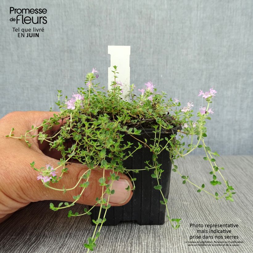 Esimerkki kesällä toimitetusta Ajuruoho - Thymus hirsutus Godet de 8/9 cm-taimesta