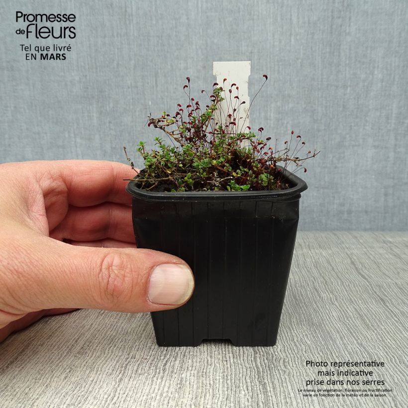Example of Ajuruoho - Thymus hirsutus Godet de 8/9 cm as you get in printemps