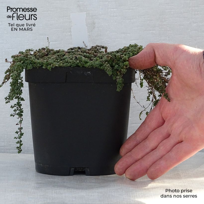 Example of Ajuruoho - Thymus hirsutus Pot de 2L/3L as you get in printemps