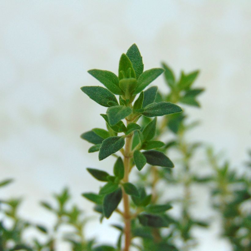 Hartsitimjami - Thymus mastichina (Lehvistö)