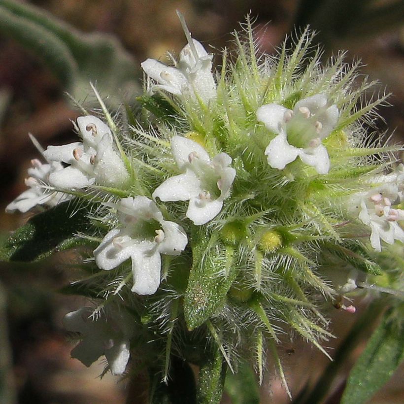 Hartsitimjami - Thymus mastichina (Kukinta)