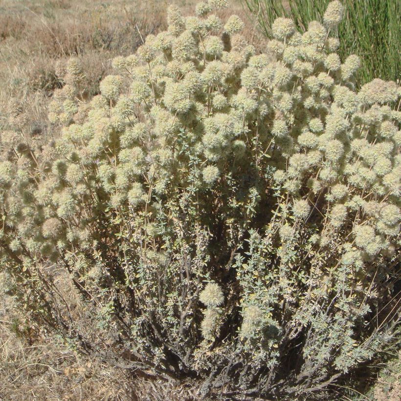Hartsitimjami - Thymus mastichina (Kasvutapa)
