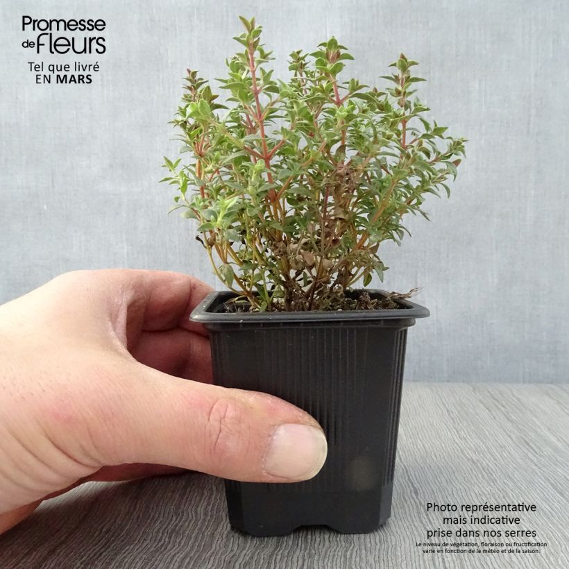 Esimerkki keväällä toimitetusta Hartsitimjami - Thymus mastichina Godet de 8/9 cm-taimesta
