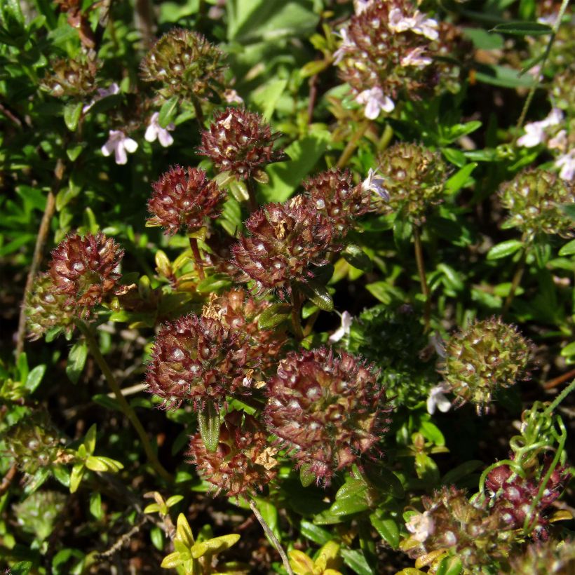 Ajuruoho - Thymus nitens (Kukinta)