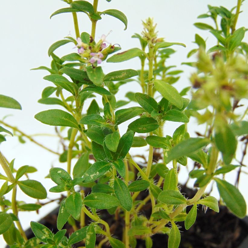 Ajuruoho - Thymus nitens (Lehvistö)