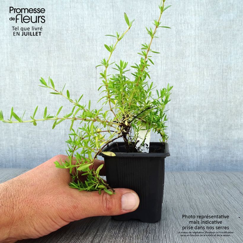 Esimerkki kesällä toimitetusta Ajuruoho - Thymus nitens Taimiruukku 8/9 cm-taimesta