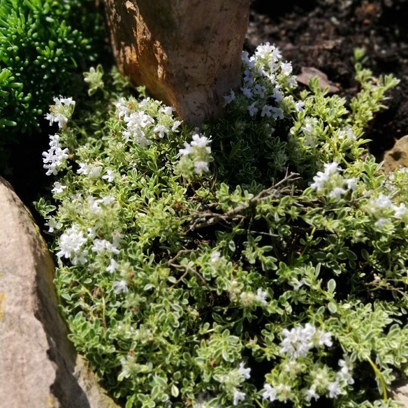 Nummiajuruoho Highland Cream (Kasvutapa)