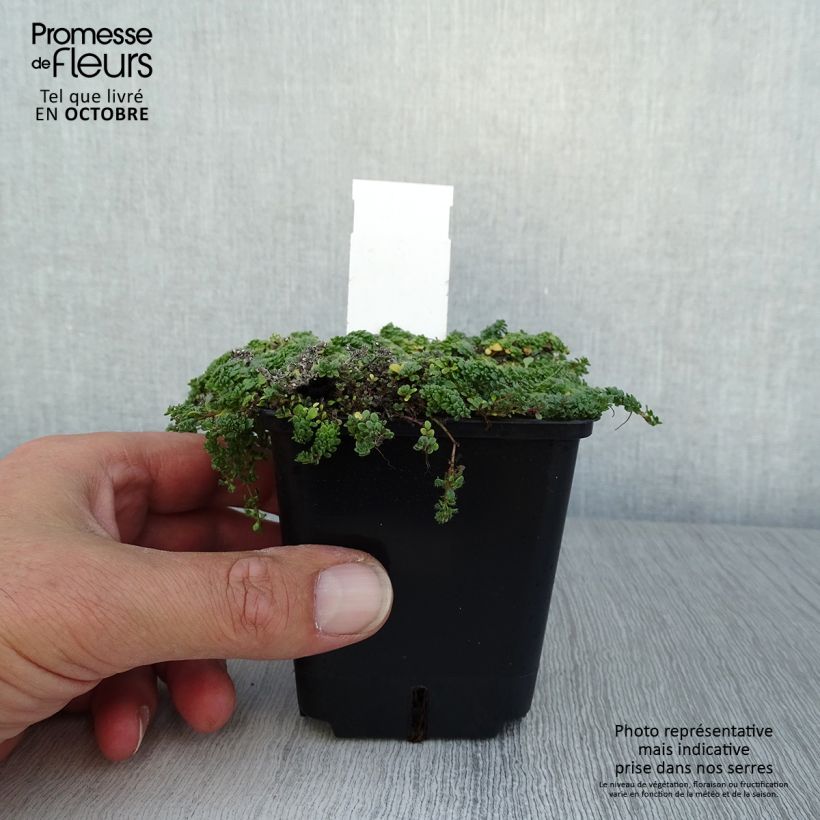 Esimerkki syksyllä toimitetusta Nummiajuruoho Minor 8/9 cm taimiruukku-taimesta