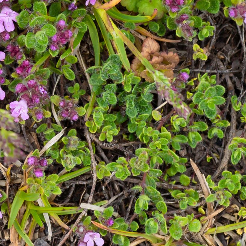 Nummiajuruoho Minor (Lehvistö)