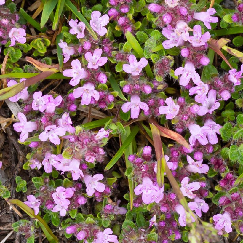 Nummiajuruoho Minor (Kukinta)